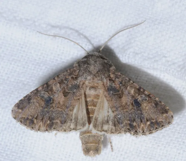 Hadula trifolii - lóherebagoly