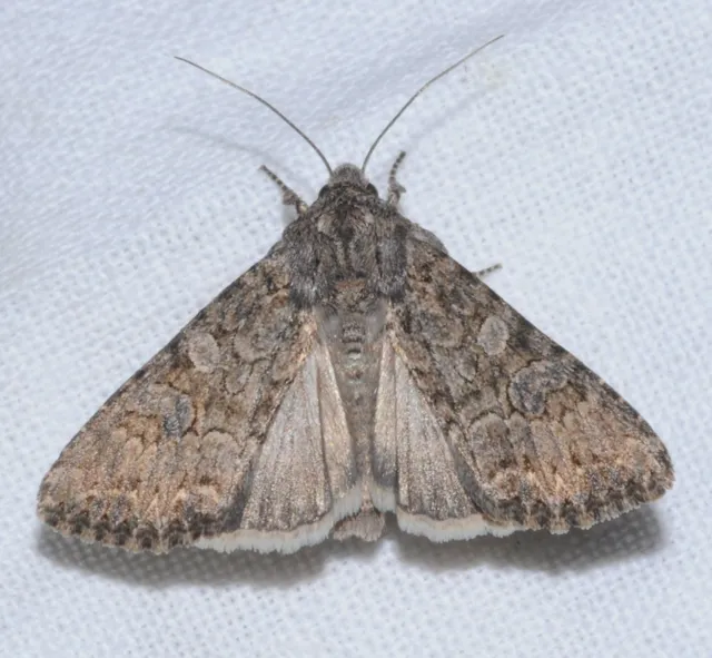 Hadula trifolii - lóherebagoly