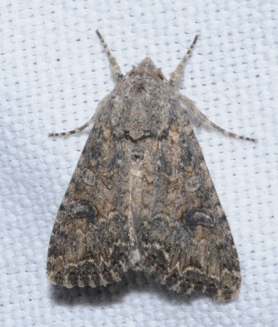 Hadula trifolii - lóherebagoly