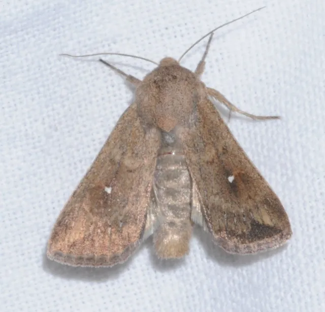 Mythimna albipuncta - fehérpettyes rétibagoly