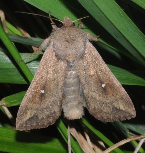 Mythimna albipuncta - fehérpettyes rétibagoly