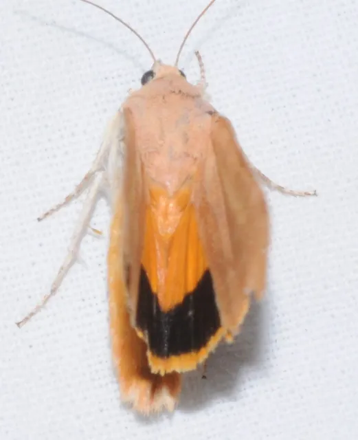 Noctua fimbriata - szélessávú sárgafűbagoly