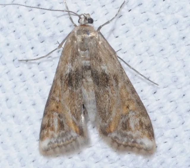 Cataclysta lemnata - békalencsemoly