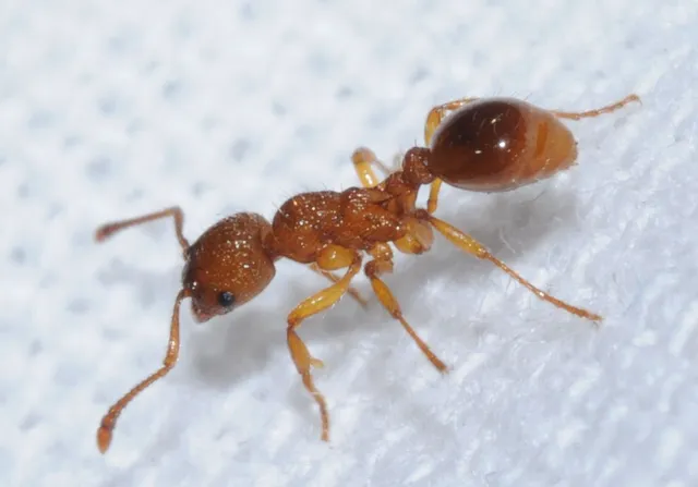 Myrmica scabrinodis - réti bütyköshangya