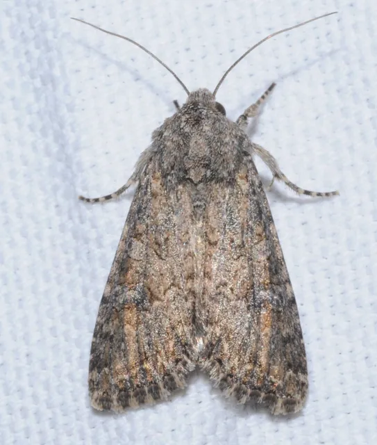 Hadula trifolii - lóherebagoly