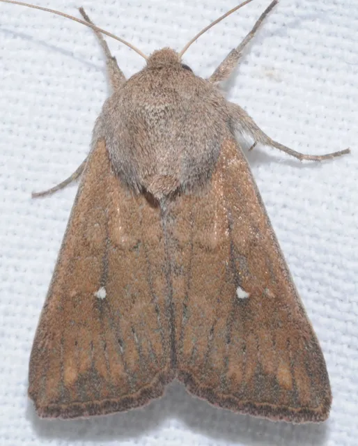 Mythimna albipuncta - fehérpettyes rétibagoly
