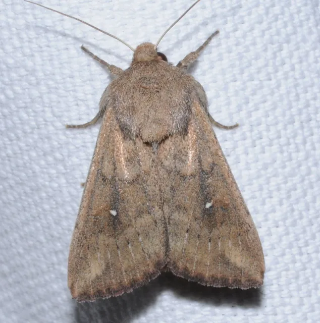 Mythimna albipuncta - fehérpettyes rétibagoly