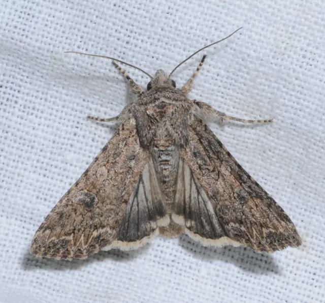 Hadula trifolii - lóherebagoly
