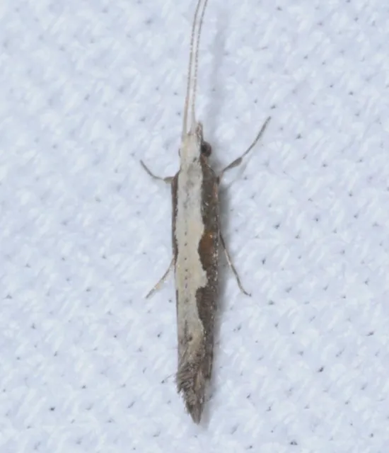 Plutella xylostella - káposztamoly