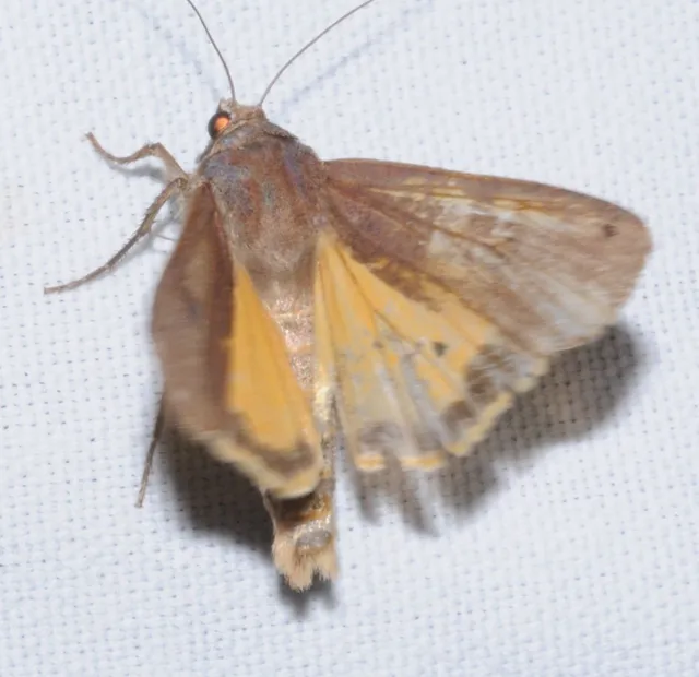 Noctua pronuba - nagy sárgafűbagoly