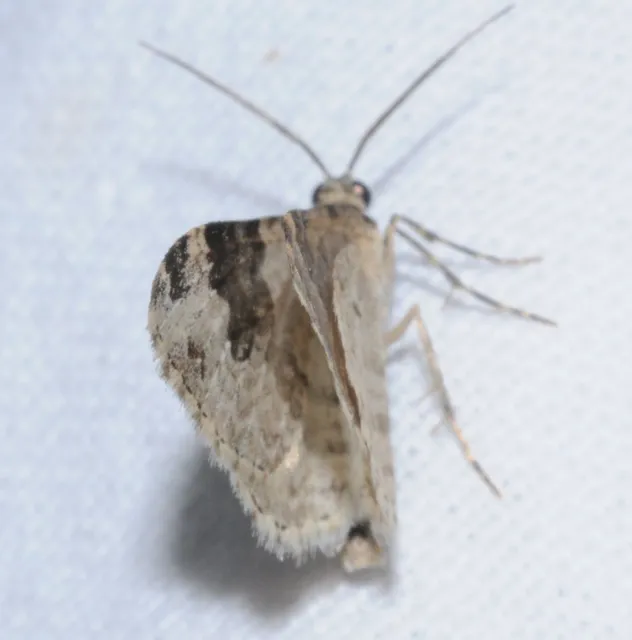 Xanthorhoe fluctuata - közönséges tarkaaraszoló