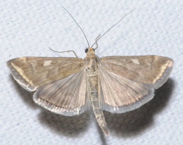 Loxostege sticticalis - muszkamoly