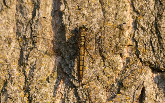 Orthetrum cancellatum - feketefarkú pásztorszitakötő