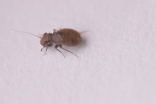 Psocoptera - Fürgetetvek