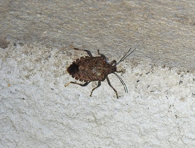 Halyomorpha halys - ázsiai márványospoloska