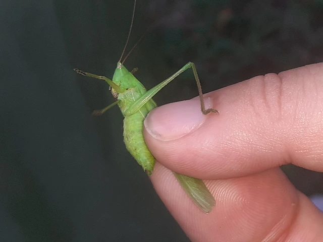 Ruspolia nitidula - nagy kúpfejűszöcske