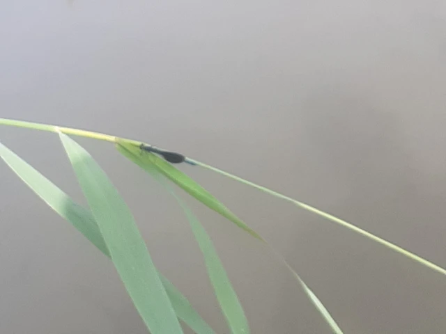 Calopteryx splendens - sávos szitakötő