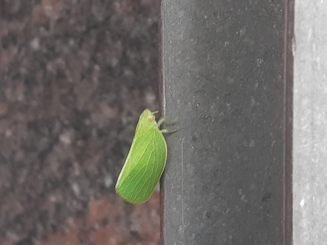 Acanalonia conica - élénkzöld lepkekabóca