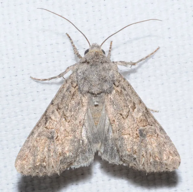 Hadula trifolii - lóherebagoly
