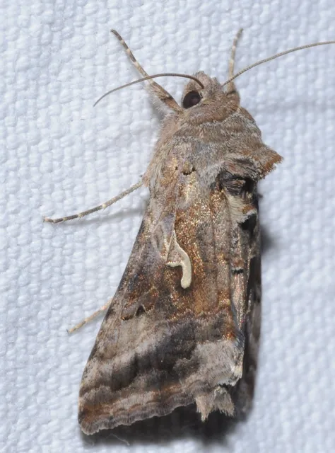 Autographa gamma - gammalepke