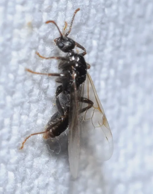 Myrmica