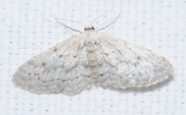 Idaea seriata - szürke apróaraszoló