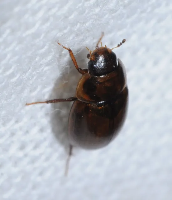 Hydrophilidae - csiborfélék