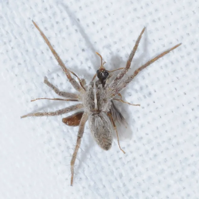 Pisaura mirabilis - csodáspók