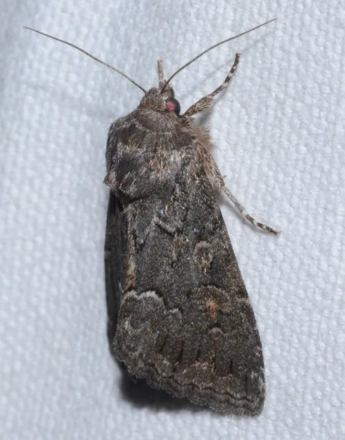 Thalpophila matura - fakó erdeibagoly