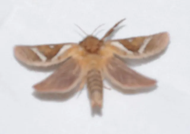 Triodia sylvina - kis gyökérrágólepke