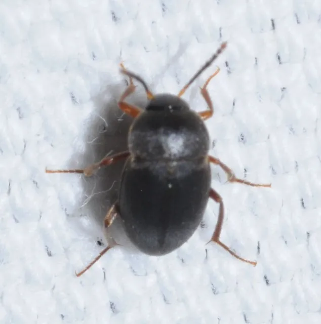 Leiodidae - pecebogárfélék Leiodidae - pecebogárfélék