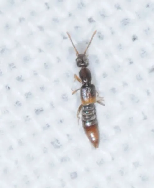 Scopaeus laevigatus - közönséges turzásholyva