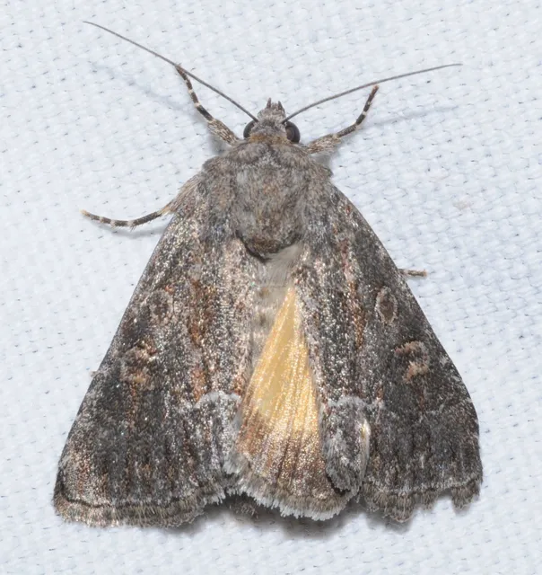 Thalpophila matura - fakó erdeibagoly
