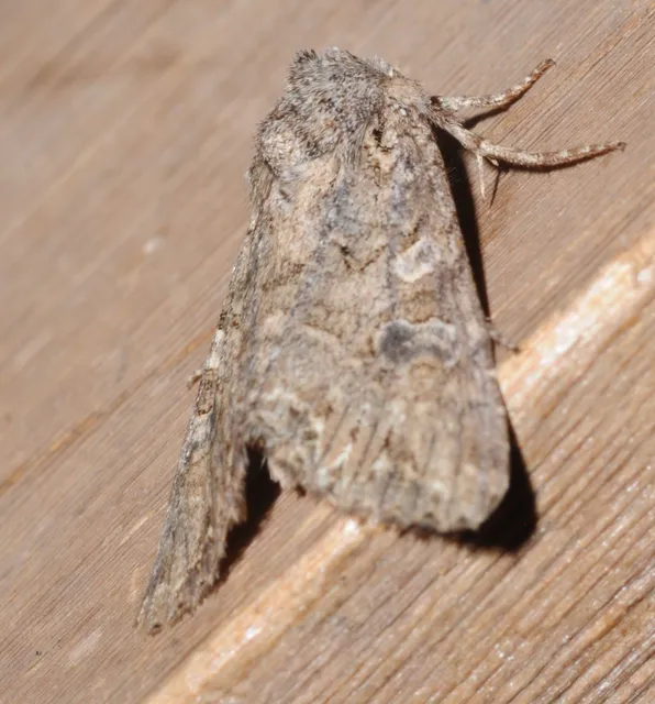 Hadula trifolii - lóherebagoly