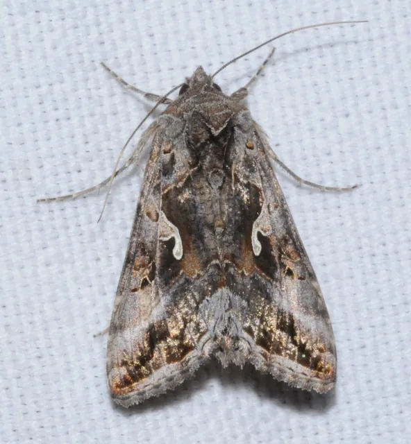 Autographa gamma - gammalepke