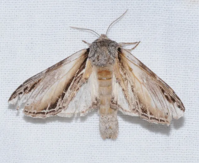 Pheosia tremula - nyárfa-púposszövő