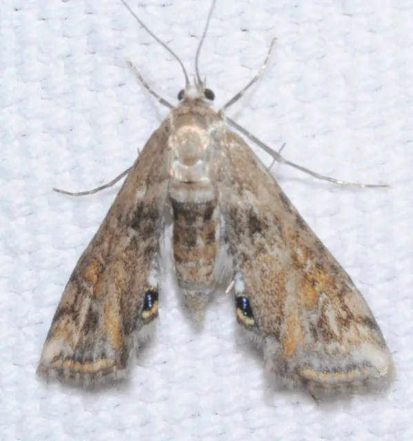 Cataclysta lemnata - békalencsemoly