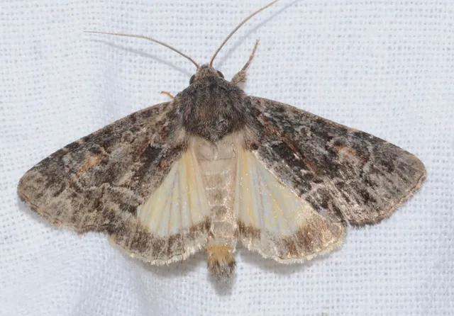 Thalpophila matura - fakó erdeibagoly