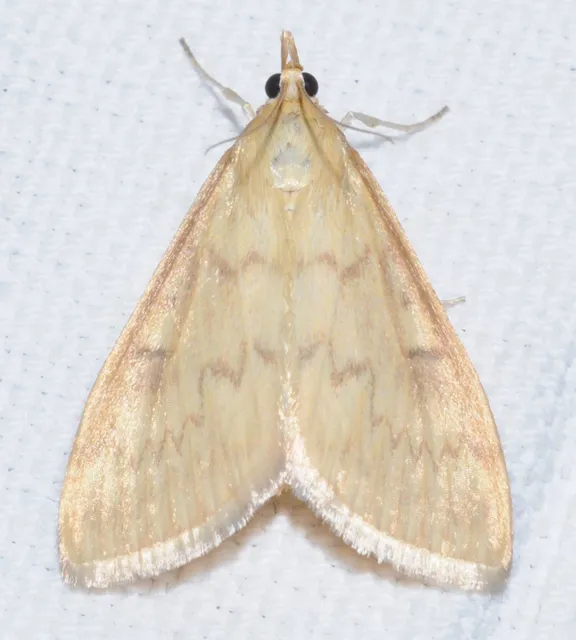 Ostrinia nubilalis - kukoricamoly