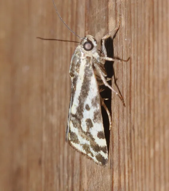 Emmelia trabealis - zebrabagoly