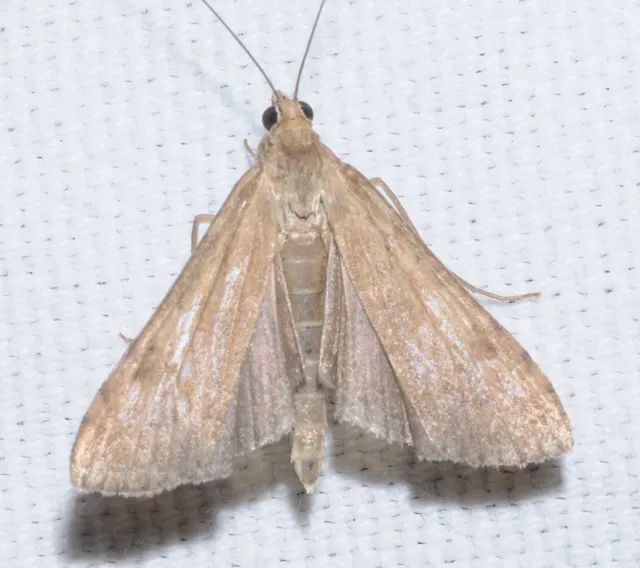 Nomophila noctuella - közönséges vándormoly