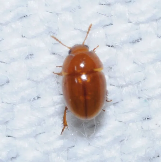 Leiodidae - pecebogárfélék Leiodidae - pecebogárfélék