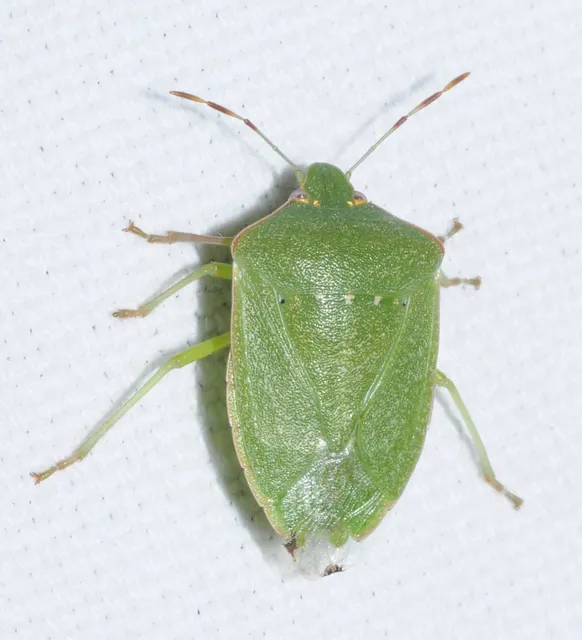 Nezara viridula - zöld vándorpoloska