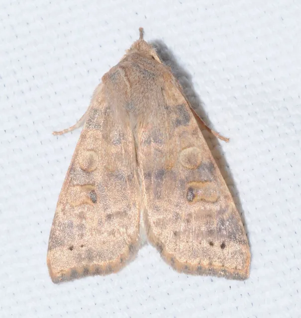 Cirrhia ocellaris - fakó sárgabagoly