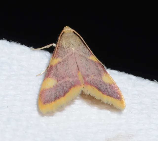 Hypsopygia costalis - szénailonca