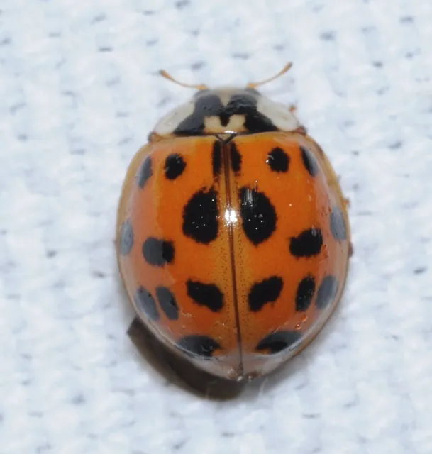 Harmonia axyridis - harlekinkatica