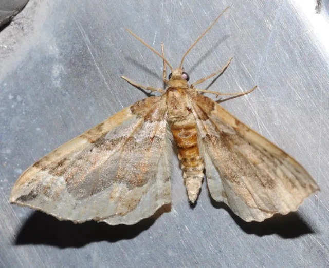 Pelurga comitata - nagy tarkaaraszoló