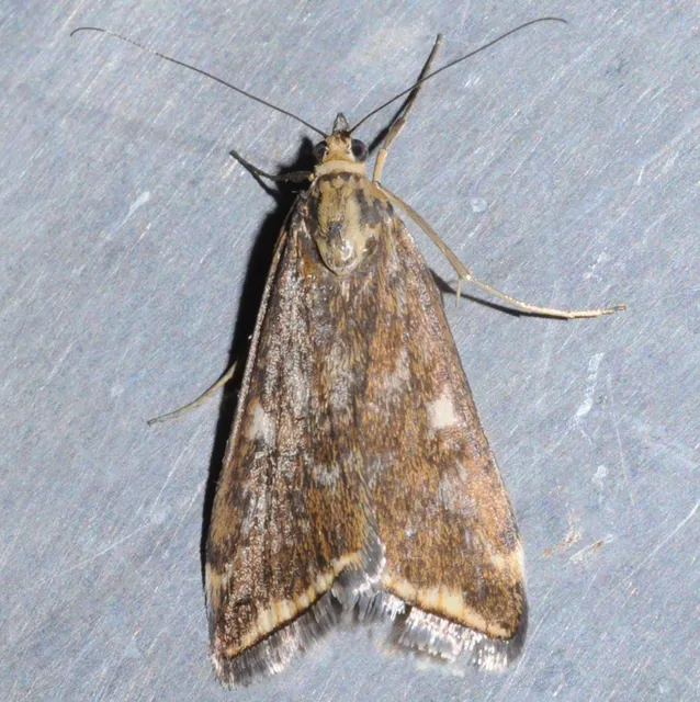 Loxostege sticticalis - muszkamoly