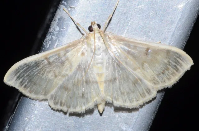 Patania ruralis - csalánevő tűzmoly
