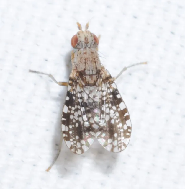 Trypetoptera punctulata - pirosszemű szarvaslégy